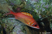 Holocentrus-rufus Marignan soldat-Bonaire Small wall-8m-20180219-Denis-ADER-DSC_6858_tn